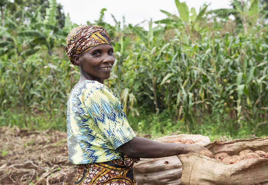 Anne Marie Nyirahabineza harvests and bags potatoes at her farmer field school’s plot in Rwanda’s Kayonza District.