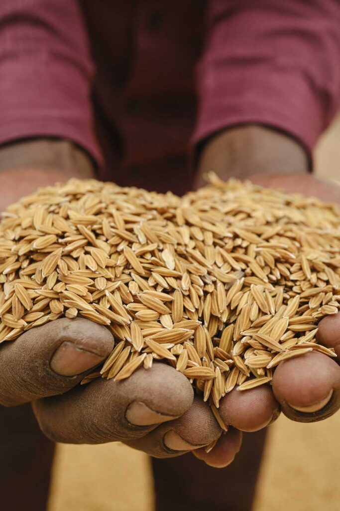 Mwinamila Changige's rice harvest.